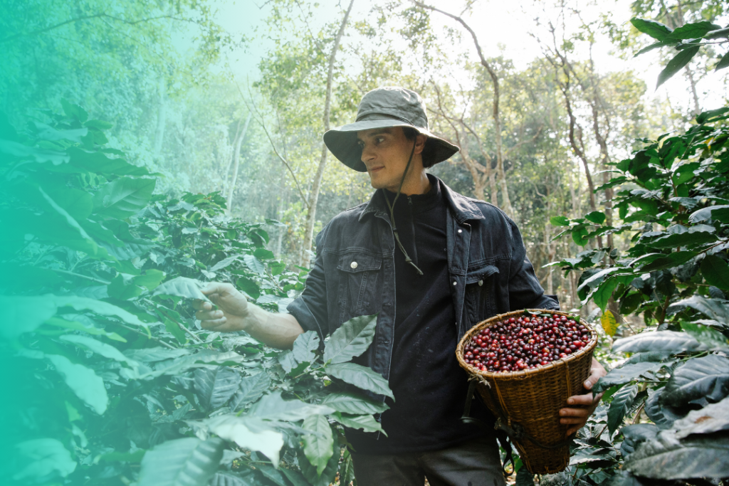 coffee trip banyuwangi